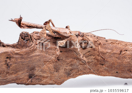 ジャイアントナナフシ ジャイアントナナフシ 103559617