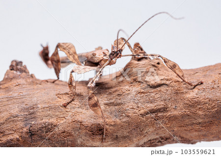 ジャイアントナナフシ 103559621