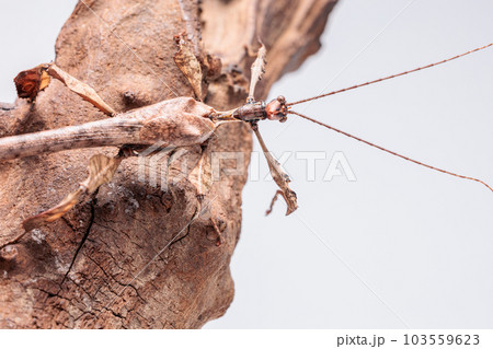 ジャイアントナナフシ ジャイアントナナフシ 103559623