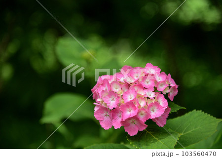 紫陽花「ピンクのグラデーション」 103560470