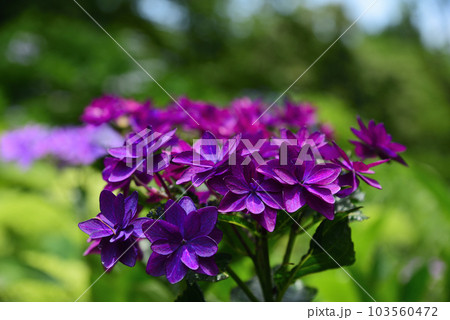 紫陽花3「濃い紫色のアジサイ」 103560472