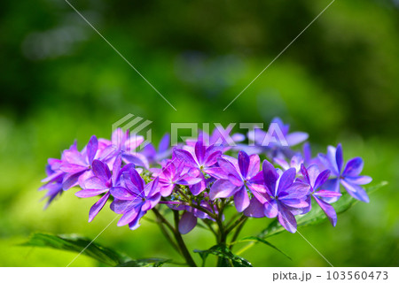 紫陽花4「紫色のアジサイ」 103560473