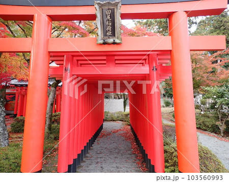 神社の鳥居 神社の鳥居 103560993