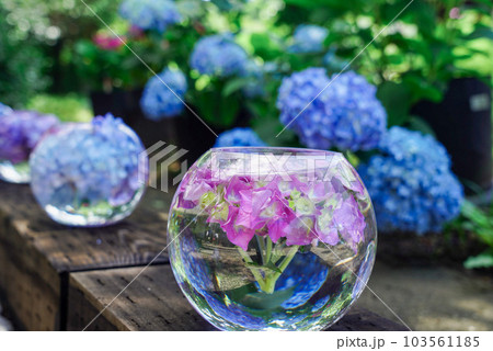 般若寺の紫陽花ボール 般若寺の紫陽花ボール 103561185