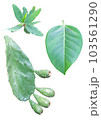 Tropical plants on a white background. 103561290