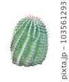 Tropical plants on a white background. 103561293