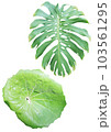 Tropical plants on a white background. 103561295