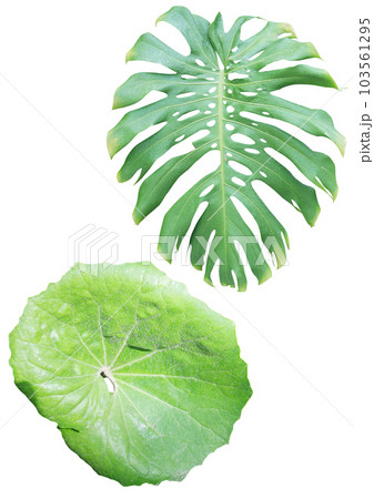 Tropical plants on a white background. 103561295
