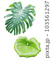 Tropical plants on a white background. 103561297