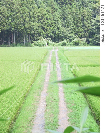 のどかな田んぼ道 のどかな田んぼ道 103561421