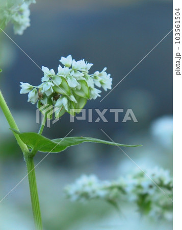 蕎麦の花 103561504