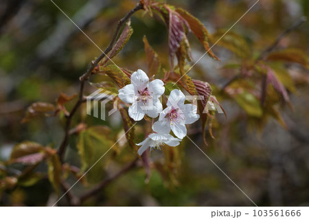 山の桜 103561666