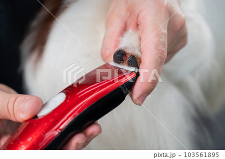 A female groomer cuts the hair between the toes of a Papillon dog.  103561895