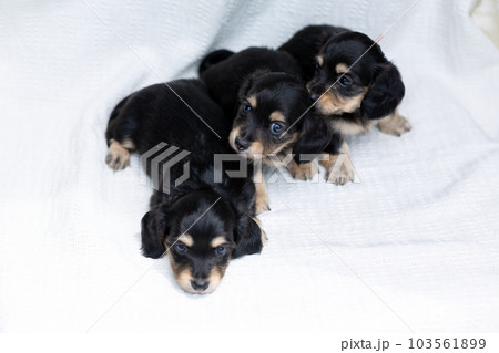仔犬　カニンヘンダックスフンド 103561899