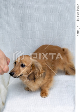 成犬 カニンヘンダックスフンドの写真素材 [103561902] - PIXTA