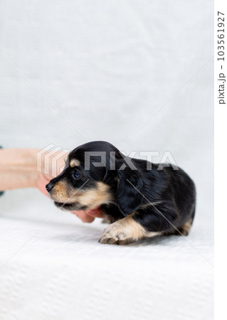 仔犬　カニンヘンダックスフンド 103561927