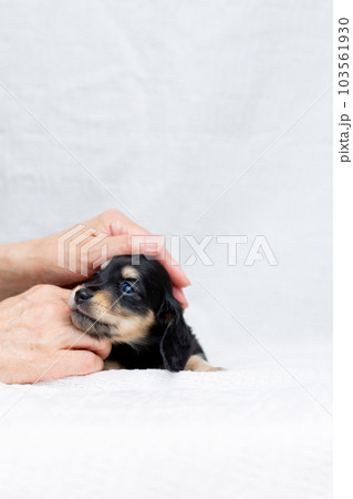仔犬　カニンヘンダックスフンド 103561930