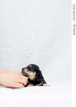 仔犬 カニンヘンダックスフンド 仔犬 カニンヘンダックスフンド 103561931