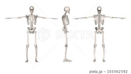男性の骨格方位別一覧・モデル1（白背景） 103562592