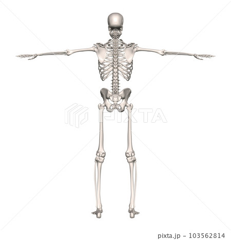 男性の全身骨格図・モデル1・背面から(白背景) 男性の全身骨格図・モデル1・背面から(白背景) 103562814