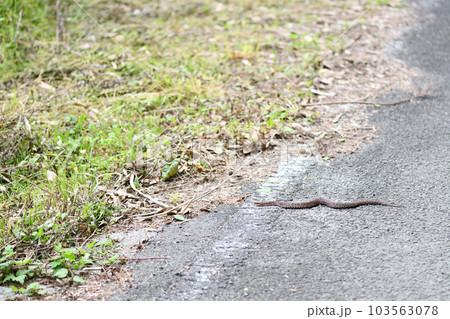 林道わきのマムシ（蝮） 103563078