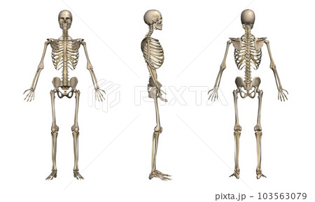 男性の骨格方位別一覧・モデル2（白背景） 103563079
