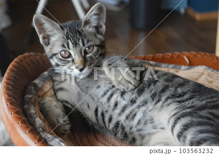 椅子でくつろぐ猫 103563232