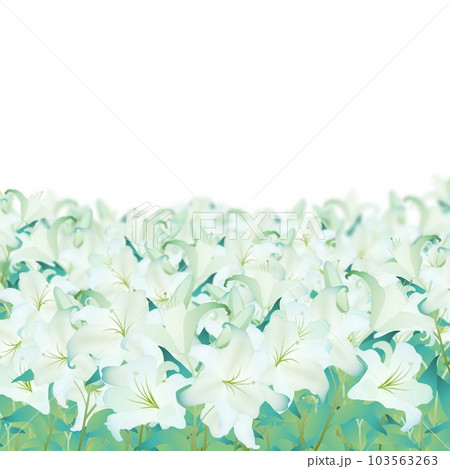 白いユリ畑のイラスト素材 [103563263] - PIXTA