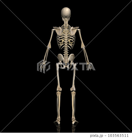 男性の全身骨格図・モデル2・背面から（黒背景） 103563511