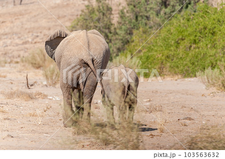 Two Desert Elephants in Namibia 103563632