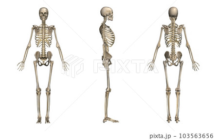 女性の骨格方位別一覧・モデル2（白背景） 103563656