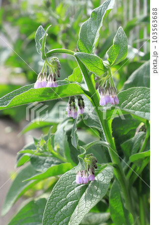 薄紫のヒレハリソウ(コンフリー)の花 薄紫のヒレハリソウ(コンフリー)の花 103563688