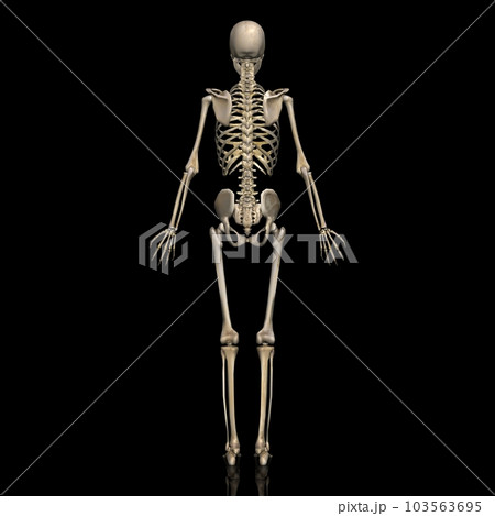 女性の全身骨格図・モデル2・背面から（黒背景） 103563695