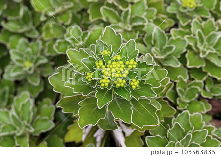 イソギクの花 103563835