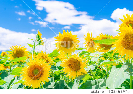 【夏素材】明野のひまわり畑と青空【山梨県】 103563979