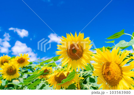 【夏素材】明野のひまわり畑と青空【山梨県】 103563980