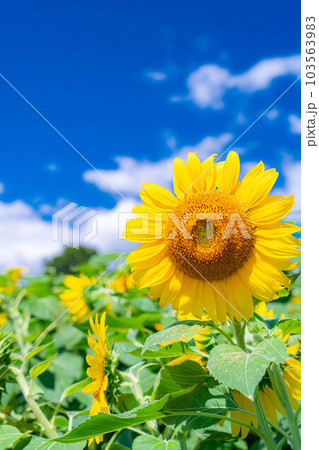 【夏素材】明野のひまわり畑と青空【山梨県】 103563983