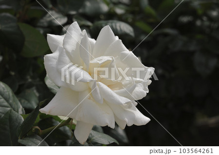 白い薔薇 103564261