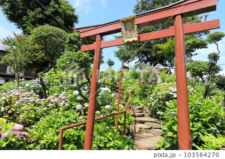 文京区 白山神社 あじさい寺 文京区 白山神社 あじさい寺 103564270