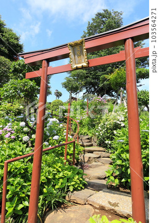 文京区 白山神社 あじさい寺 文京区 白山神社 あじさい寺 103564271