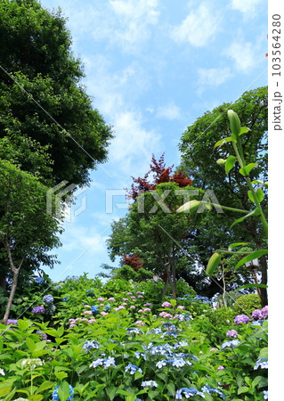 文京区 白山神社 あじさい寺 文京区 白山神社 あじさい寺 103564280