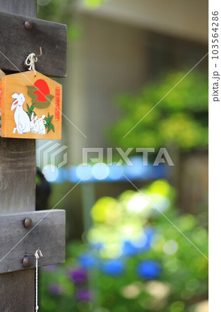 文京区 白山神社 あじさい寺 文京区 白山神社 あじさい寺 103564286