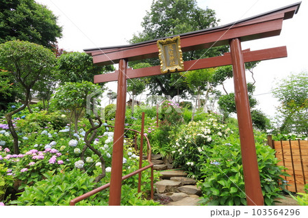 文京区 白山神社 あじさい寺 文京区 白山神社 あじさい寺 103564296
