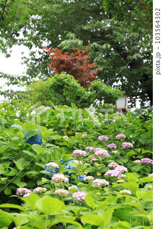 文京区 白山神社 あじさい寺 文京区 白山神社 あじさい寺 103564302