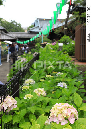 文京区 白山神社 あじさい寺 文京区 白山神社 あじさい寺 103564304