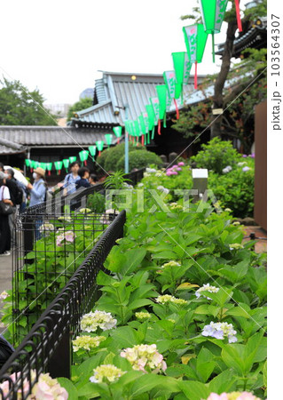 文京区 白山神社 あじさい寺 文京区 白山神社 あじさい寺 103564307