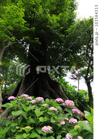文京区 白山神社 あじさい寺 文京区 白山神社 あじさい寺 103564313
