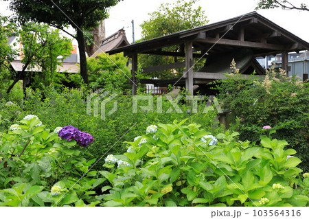 文京区 白山神社 あじさい寺 文京区 白山神社 あじさい寺 103564316