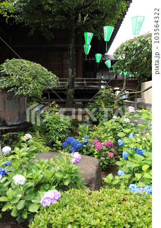 文京区 白山神社 あじさい寺 文京区 白山神社 あじさい寺 103564322