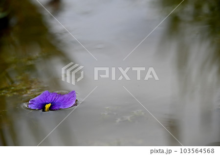 六月に艶やかに咲き誇る花菖蒲 103564568